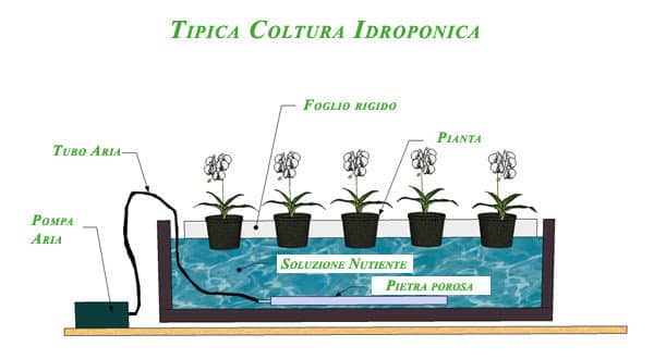 coltivazione idroponica