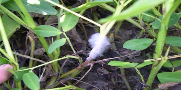 Sclerotinia - Malattie delle Piante