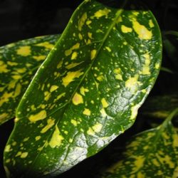 Virosi – Malattie delle Piante virosi