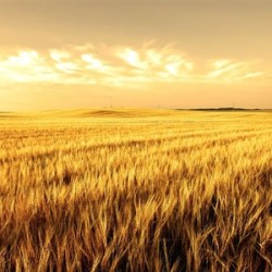 Fertilizzante Organico o Fertilizzante Minerale? Fertilizzante Organico o Fertilizzante Minerale | GUIDA