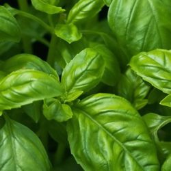 BASILICO (Ocimum Basilicum) basilico professionalgrowing blog
