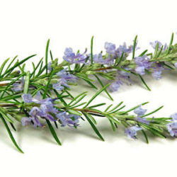 ROSMARINO (Rosmarinus Officinalis) rosmarino rosmarinus officinalis