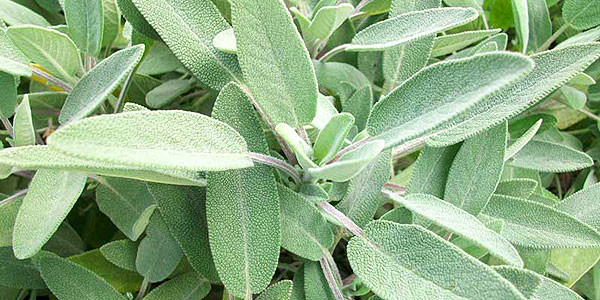 salvia-officinalis-erboristeria