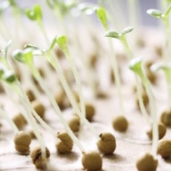 Germinazione – Come Farla Correttamente – Guida Germinazione - Come Farla Correttamente - Guida