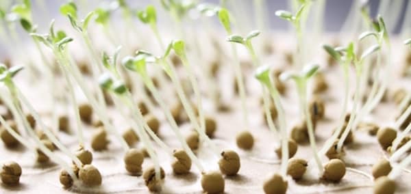 Germinazione - Come Farla Correttamente - Guida