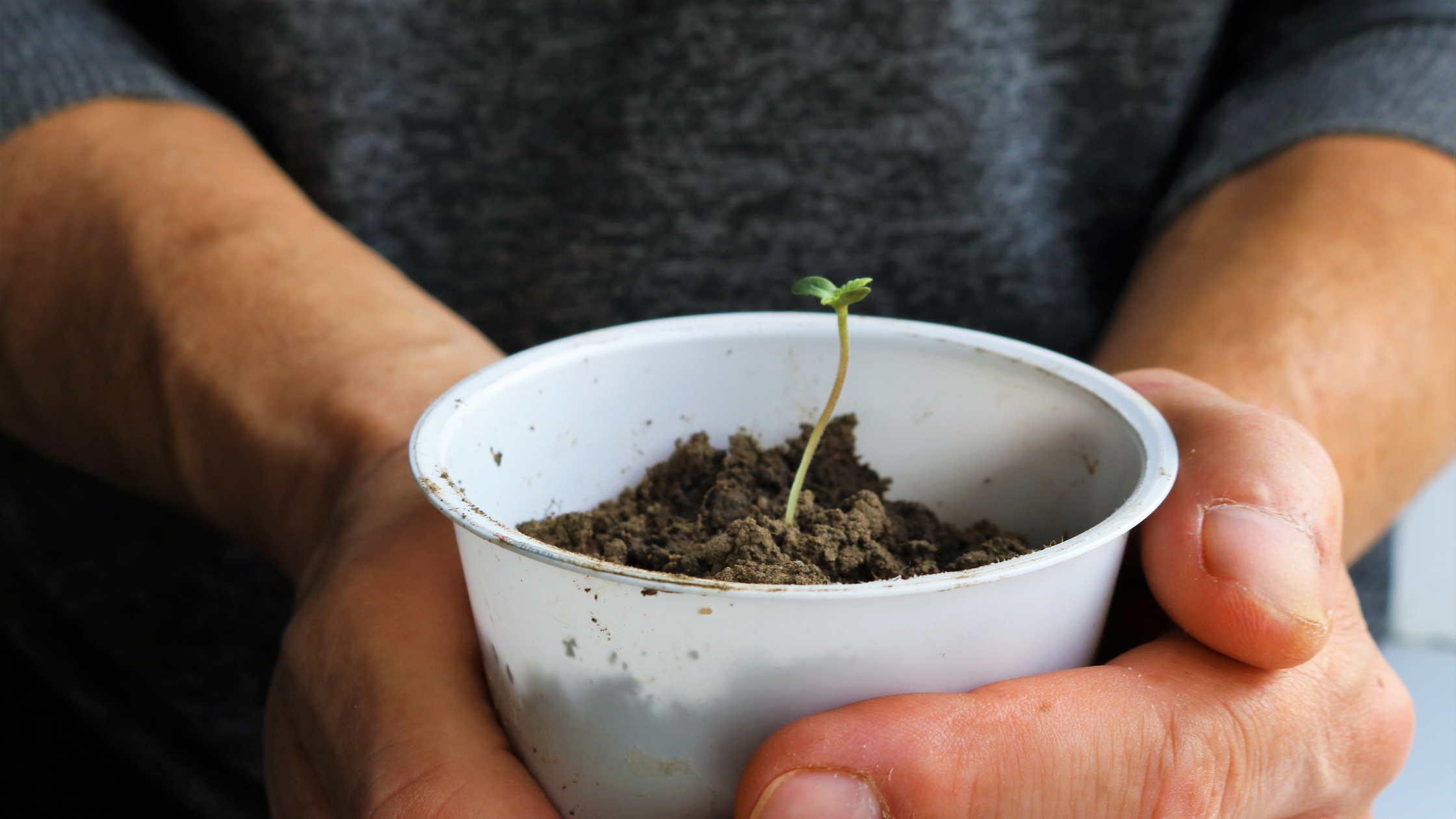 Piccola pianta coltivata con coltivazione indoor