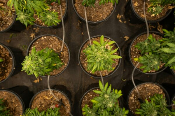 Fertilizzanti organici o sintetici: ecco quale scegliere per il tuo grow box