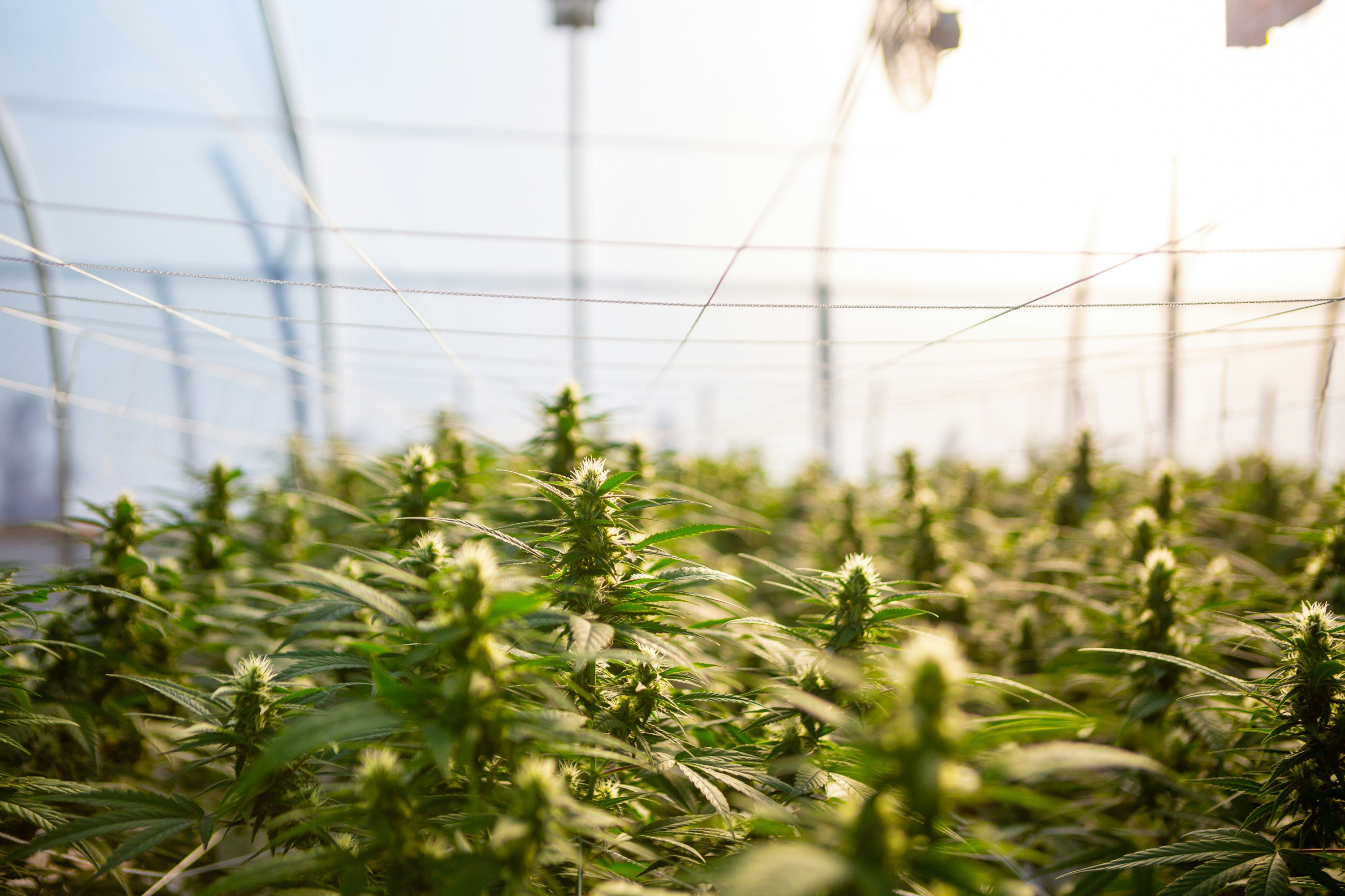 coltivazione indoor di canapa con ventilazione Grow Box