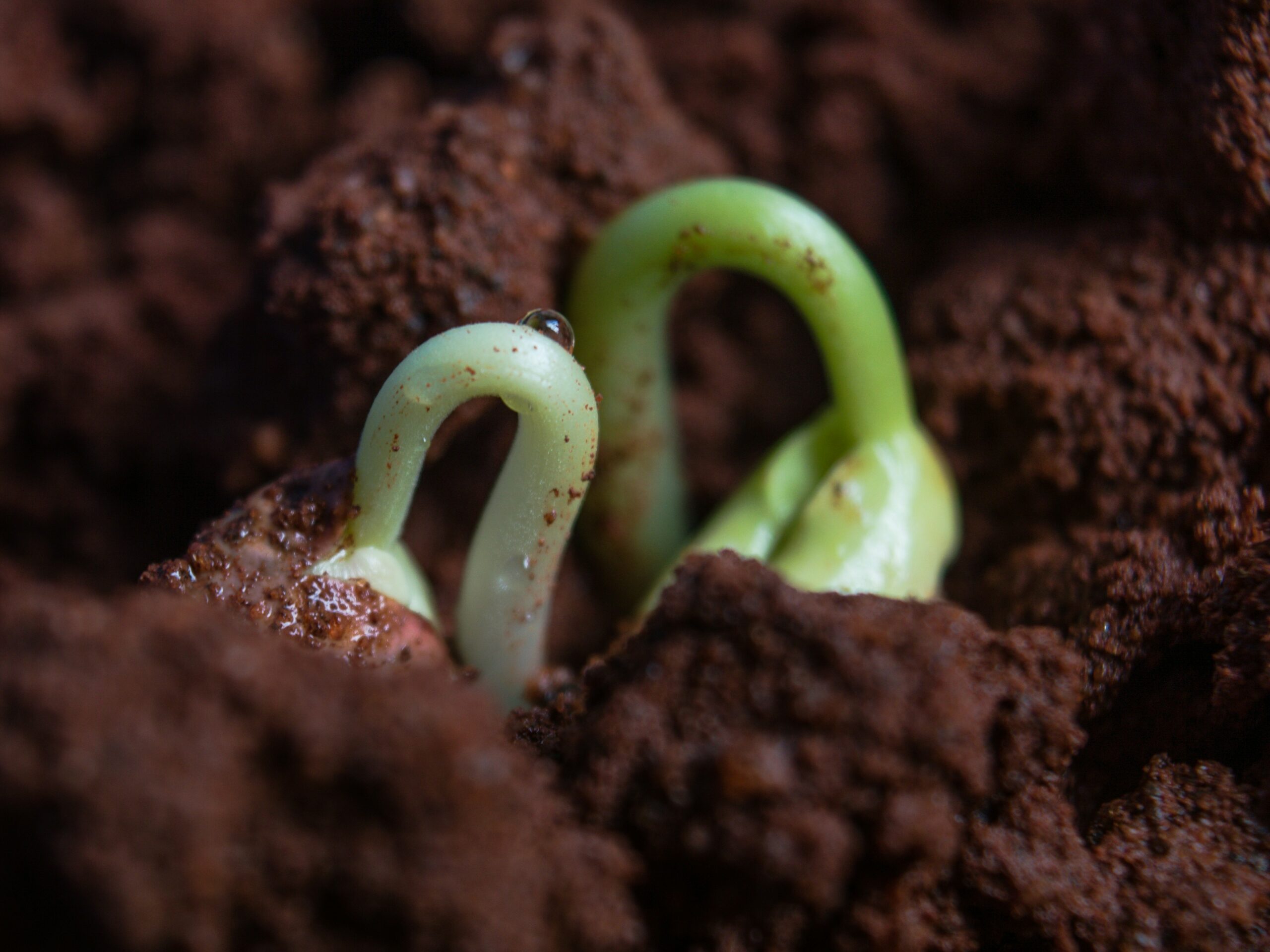 Pianta in fase di germinazione con coltivazione indoor