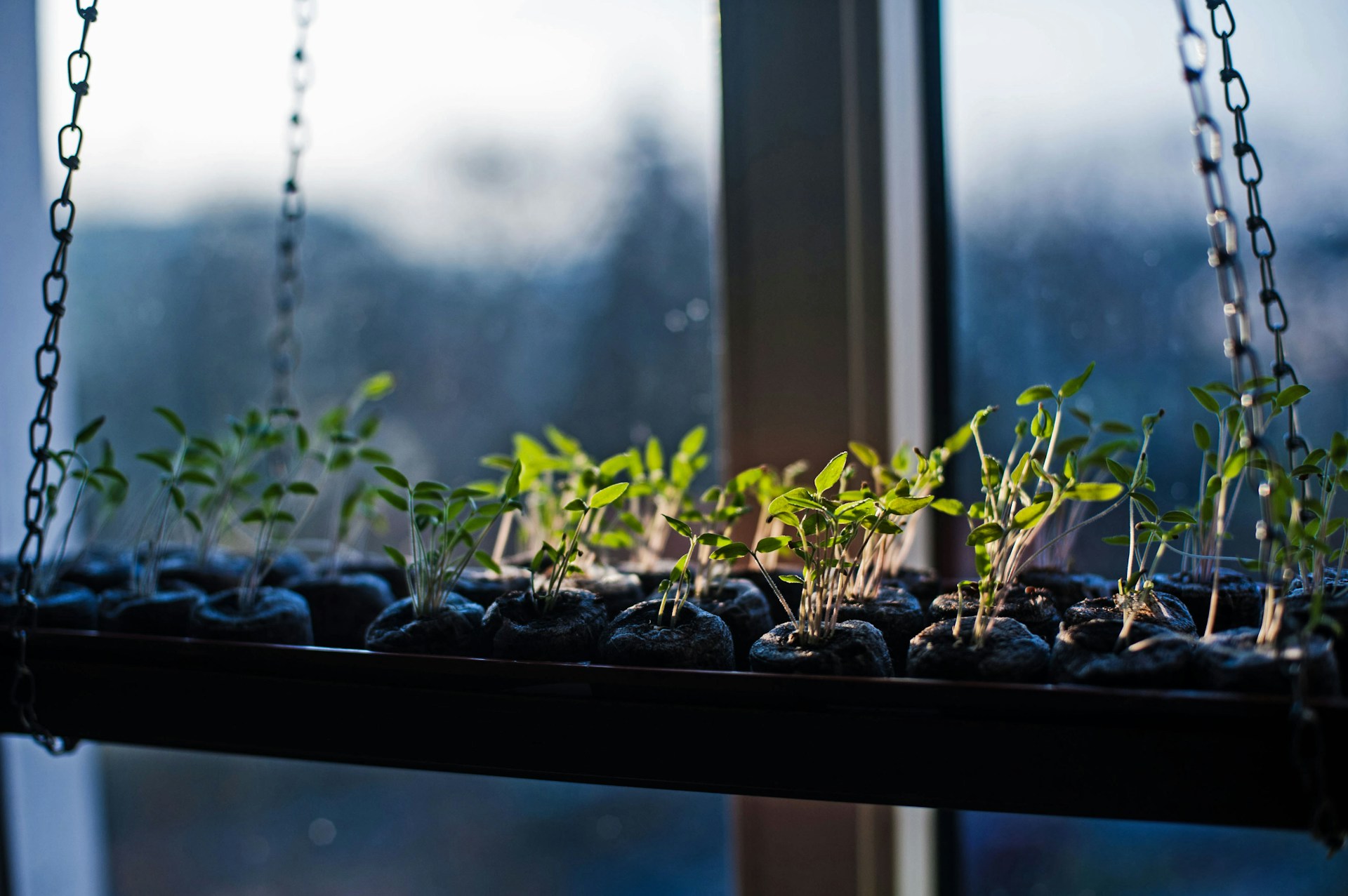 Germinazione di semi con dischetti di torba per coltivazione indoor